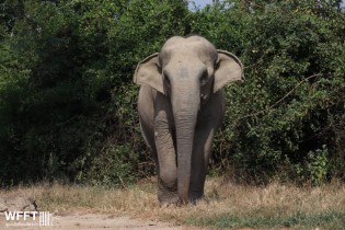 Dank je wel (WFFT) Willd Life Friends Foundation Thailand